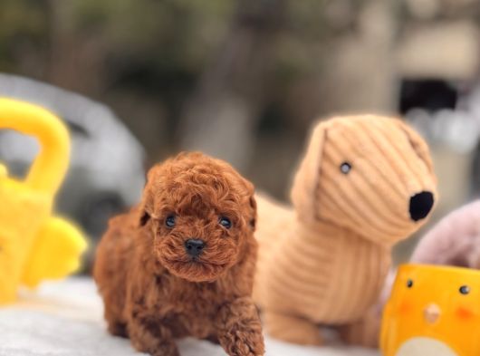 Mi̇cro Poodle Yavrular görsel