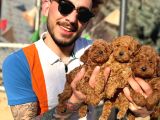 Sağlık ve ırk garantili top poodle yavrular