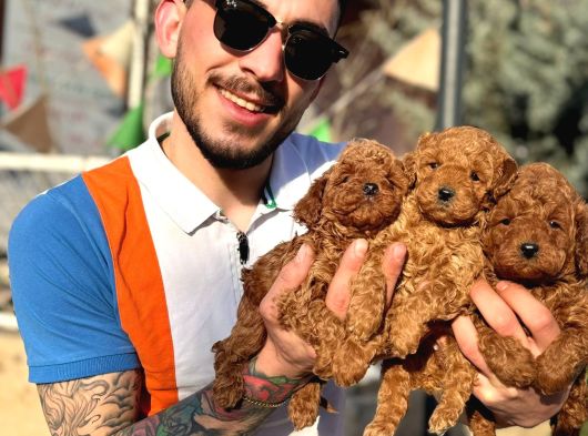 Sağlık Ve Irk Garantili Top Poodle Yavrular