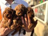 Toy poodle yavrular ırk ve sağlık garantili