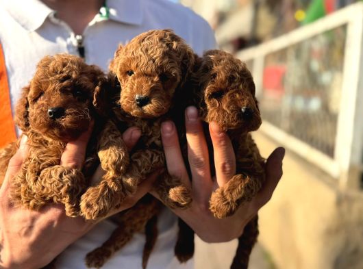 Toy Poodle Yavrular Irk Ve Sağlık Garantili