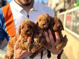 Toy Poodle Yavrular Irk Ve Sağlık Garantili