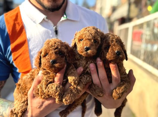 Toy Poodle Yavrular Irk Ve Sağlık Garantili görsel