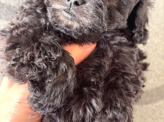 Türkiyede Nadir Silver Toy Poodle Yavruları görsel