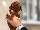 Mükemmel A Kalite Toy Poodle Yavrularımız