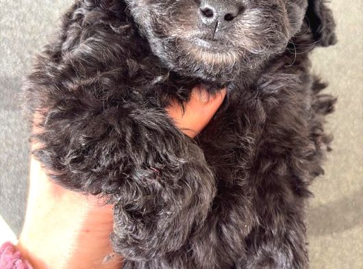 Türkiyede Nadir Silver Toy Poodle Yavruları görsel