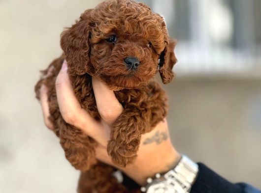 Mükemmel A Kalite Toy Poodle Yavrularımız görsel