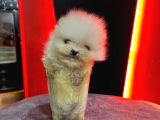 Yüksek Kali̇teli̇ Pomerani̇an Boo Yavrulari