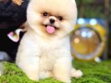 Pomeranian Boo Ayı Yavrusu