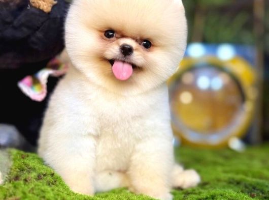 Pomeranian Boo Ayı Yavrusu görsel