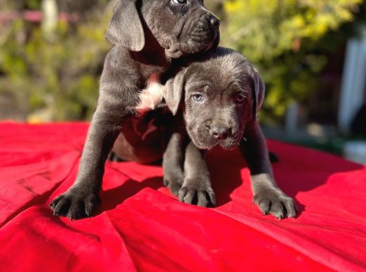 Dev Cane Corso Yavrularımız görsel