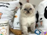 Çikolata point longhair yavrumuz yeni sahiplerini arıyor