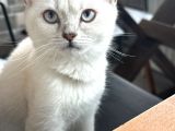 4aylık Oyuncu sevilmeyi seven kedimiz