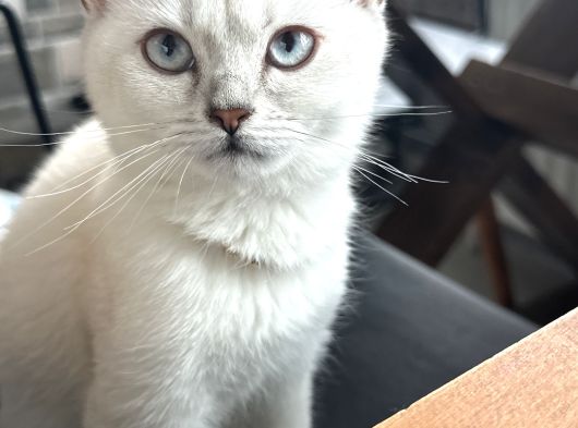 4Aylık Oyuncu Sevilmeyi Seven Kedimiz