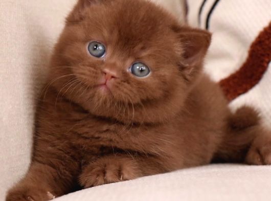 Bitter Çikolata British Shorthair