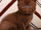 Bitter Çikolata British Shorthair