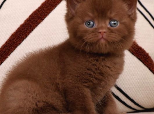 Bitter Çikolata British Shorthair görsel