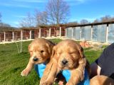 Dişi Erkek Golden Retriver Yavrularımız