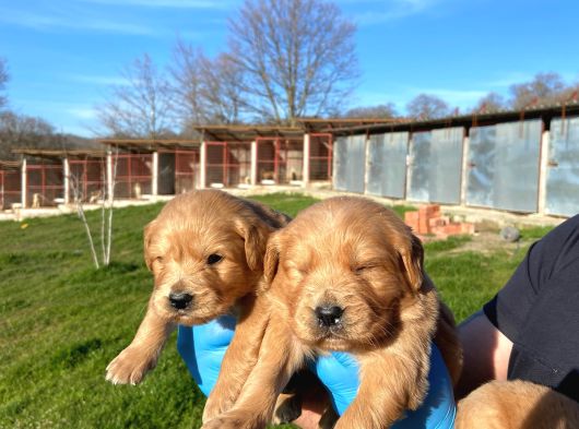 Dişi Erkek Golden Retriver Yavrularımız görsel