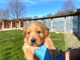 Dişi Erkek Golden Retriver Yavrularımız