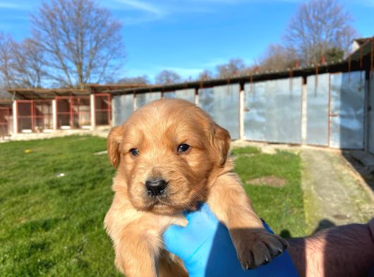 Dişi Erkek Golden Retriver Yavrularımız görsel