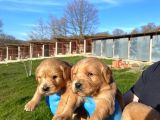 Dişi Erkek Golden Retriver Yavrularımız