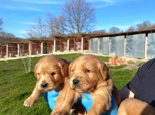 Dişi Erkek Golden Retriver Yavrularımız görsel