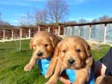 Dişi erkek golden retriver yavrularımız