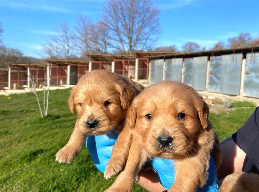 Dişi Erkek Golden Retriver Yavrularımız