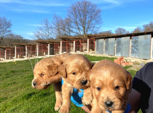 Dişi Erkek Golden Retriver Yavrularımız görsel