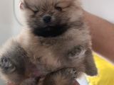 Pomerian Boo Erkek Ve Dişi Yavrularımız