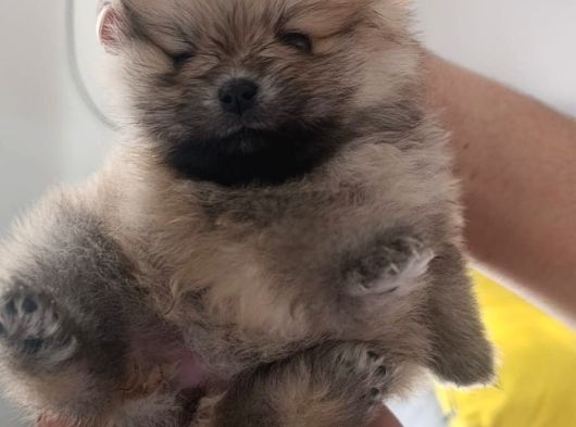 Pomerian Boo Erkek Ve Dişi Yavrularımız görsel