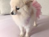 Pomerian Boo Erkek Ve Dişi Yavrularımız