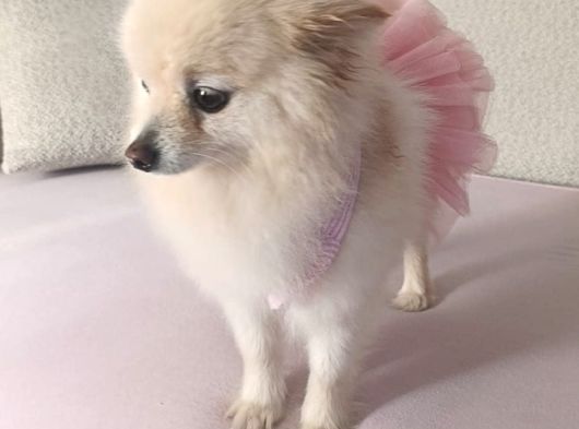 Pomerian Boo Erkek Ve Dişi Yavrularımız görsel