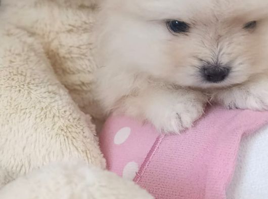 Pomerian Boo Erkek Ve Dişi Yavrularımız görsel