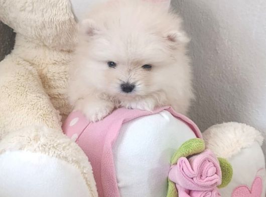 Pomerian Boo Erkek Ve Dişi Yavrularımız