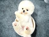 Cocuklarla Uyumlu Pomeranian Boo Yavrularimiz