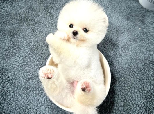 Cocuklarla Uyumlu Pomeranian Boo Yavrularimiz görsel