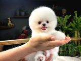 COCUKLARLA UYUMLU POMERANIAN BOO YAVRULARIMIZ