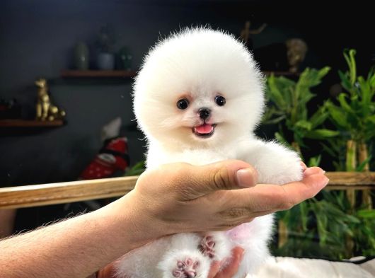 Cocuklarla Uyumlu Pomeranian Boo Yavrularimiz