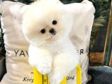 Cocuklarla Uyumlu Pomeranian Boo Yavrularimiz