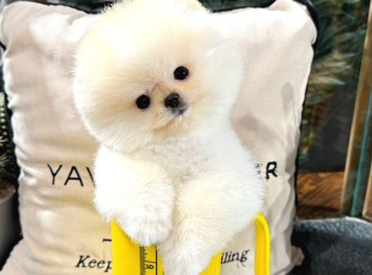 Cocuklarla Uyumlu Pomeranian Boo Yavrularimiz görsel