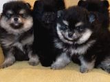 Petmode Köpek Çiftliğinden Pomeranian Yavrularımız