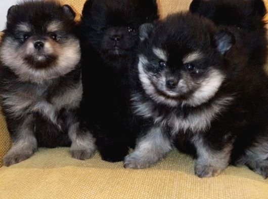 Petmode Köpek Çiftliğinden Pomeranian Yavrularımız görsel