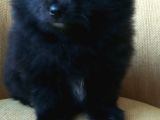 Petmode Köpek Çiftliğinden Pomeranian Yavrularımız