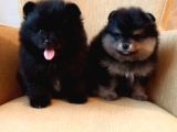 Petmode Köpek Çiftliğinden Pomeranian Yavrularımız