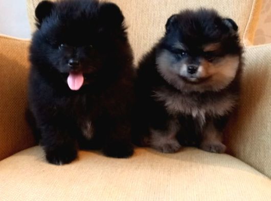 Petmode Köpek Çiftliğinden Pomeranian Yavrularımız görsel