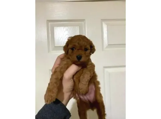 Toy Poodle Sevi̇mli̇ Yavrular Ev Üreti̇mi̇ görsel