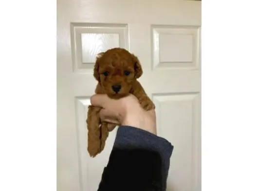 Toy Poodle Sevi̇mli̇ Yavrular Ev Üreti̇mi̇