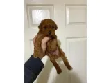 Toy Poodle Sevi̇mli̇ Yavrular Ev Üreti̇mi̇